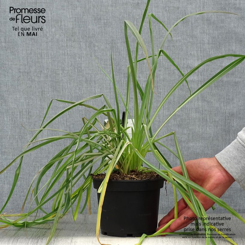 Amostra de Salsifis cultivé - Tragopogon porrifolius Pot de 1,5L/2L tal como entregue na primavera