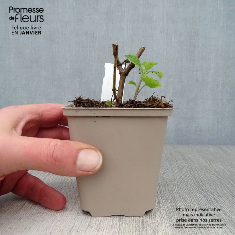 Amostra de Sálvia Amante Vaso de 8/9 cm tal como entregue no inverno