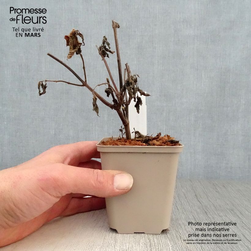 Amostra de Sálvia Amante Vaso de 8/9 cm tal como entregue na primavera