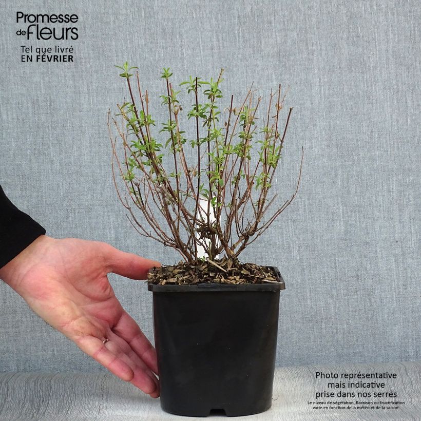 Amostra de Salvia Delice Feline - Sauge arbustive Pot de 2L/3L tal como entregue no inverno