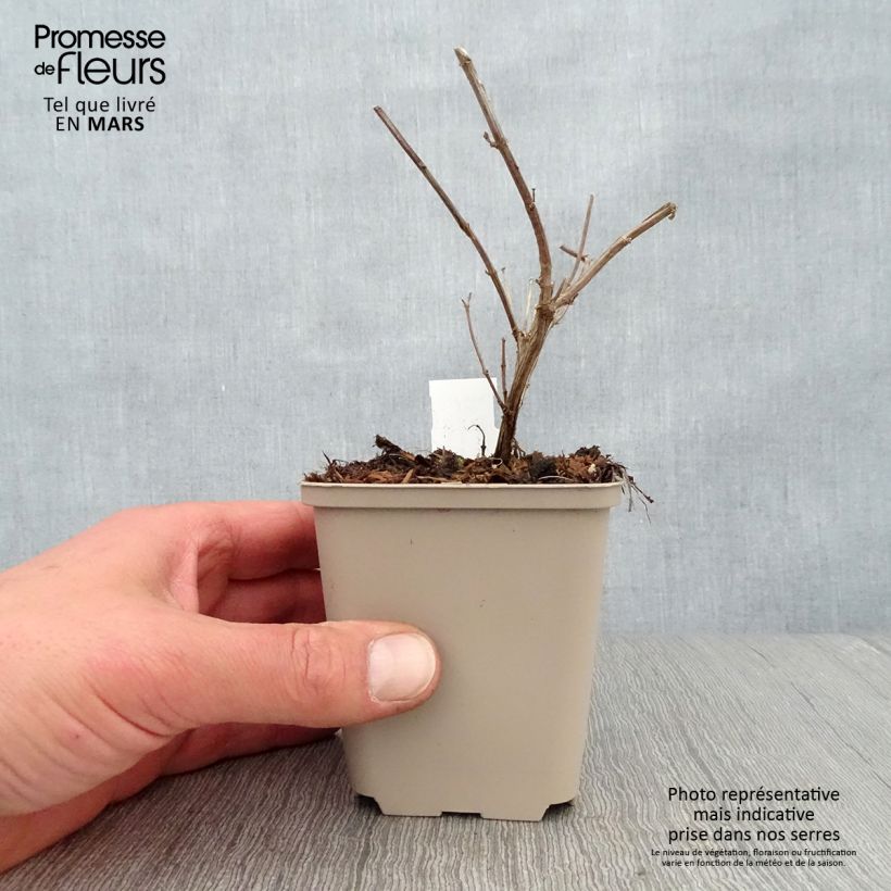 Amostra de Sálvia Delice Gold and Wine Vaso de 8/9 cm tal como entregue na primavera