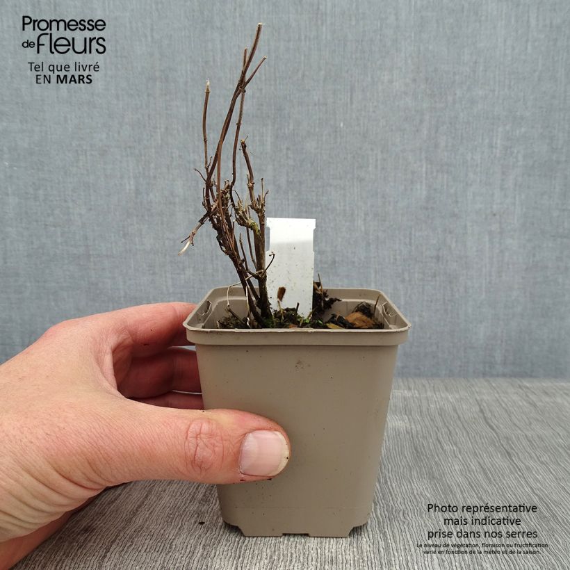 Amostra de Salvia Delice Gold and Wine - sauge arbustive Vaso de 8/9 cm tal como entregue no inverno