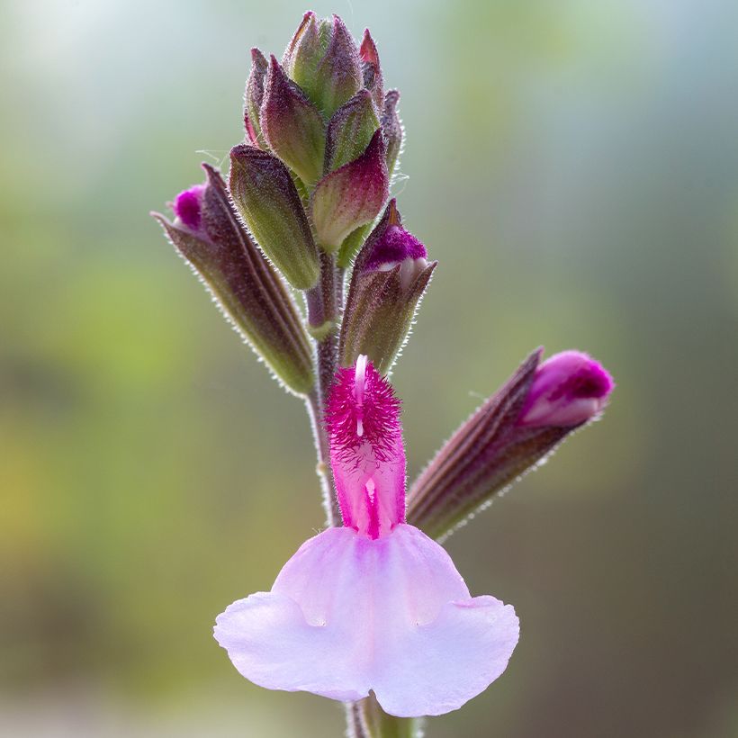 Sálvia Dysons Joy (Floração)