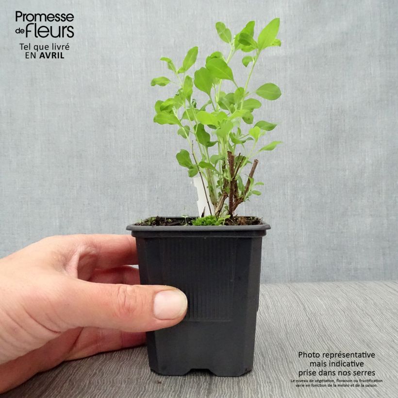 Amostra de Sálvia Dysons Joy Vaso de 8/9 cm tal como entregue na primavera