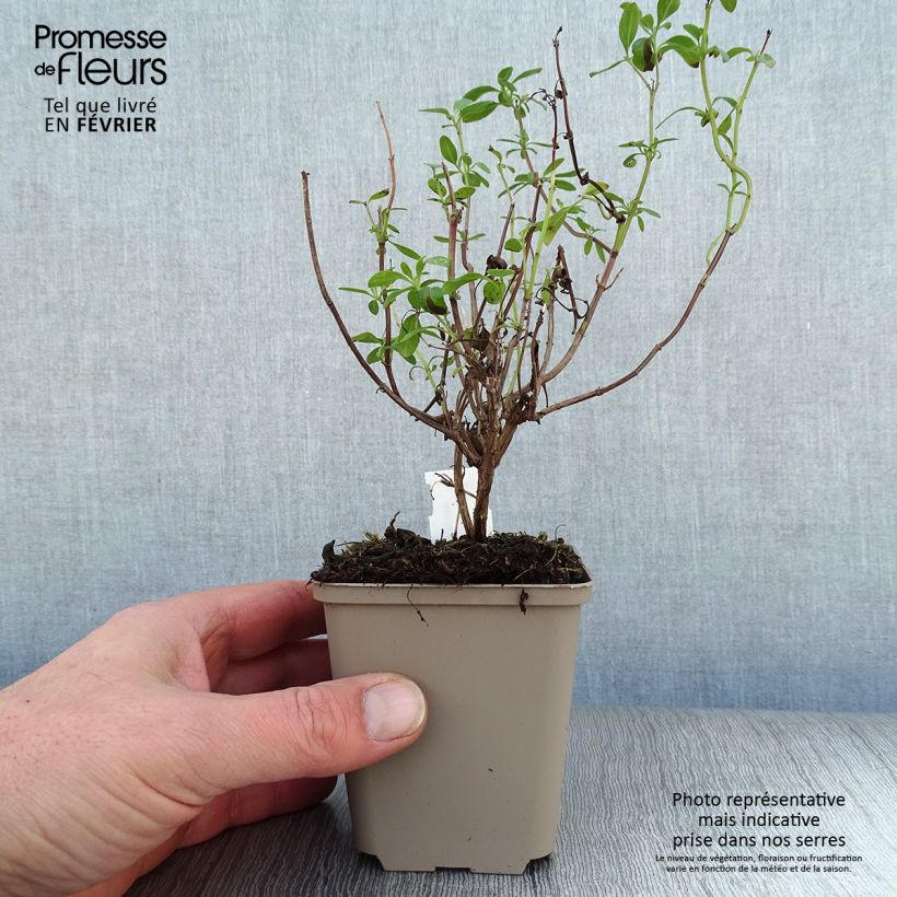 Amostra de Salvia Papajan - sauge arbustive Vaso de 8/9 cm tal como entregue no inverno