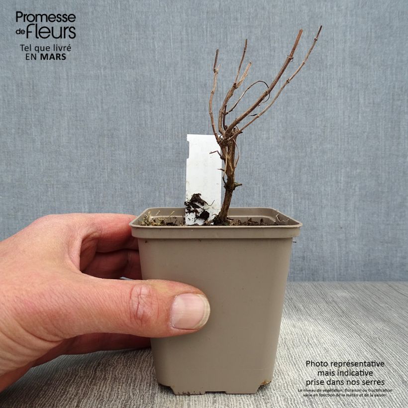 Amostra de Sálvia Papajan Vaso de 8/9 cm tal como entregue na primavera