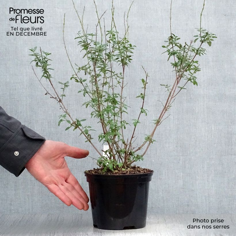 Amostra de Salvia Papajan - sauge arbustive Vaso de 2 L/3 L tal como entregue no inverno