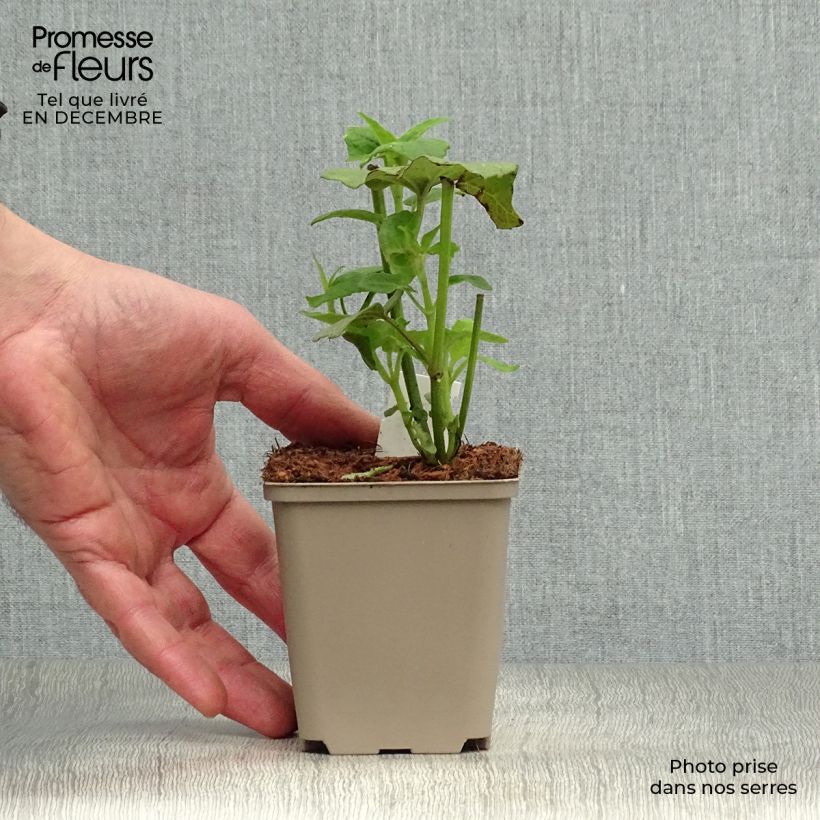 Amostra de Salvia cacaliifolia - Sauge à feuilles de Cacalie Godet de 8/9 cm tal como entregue no inverno