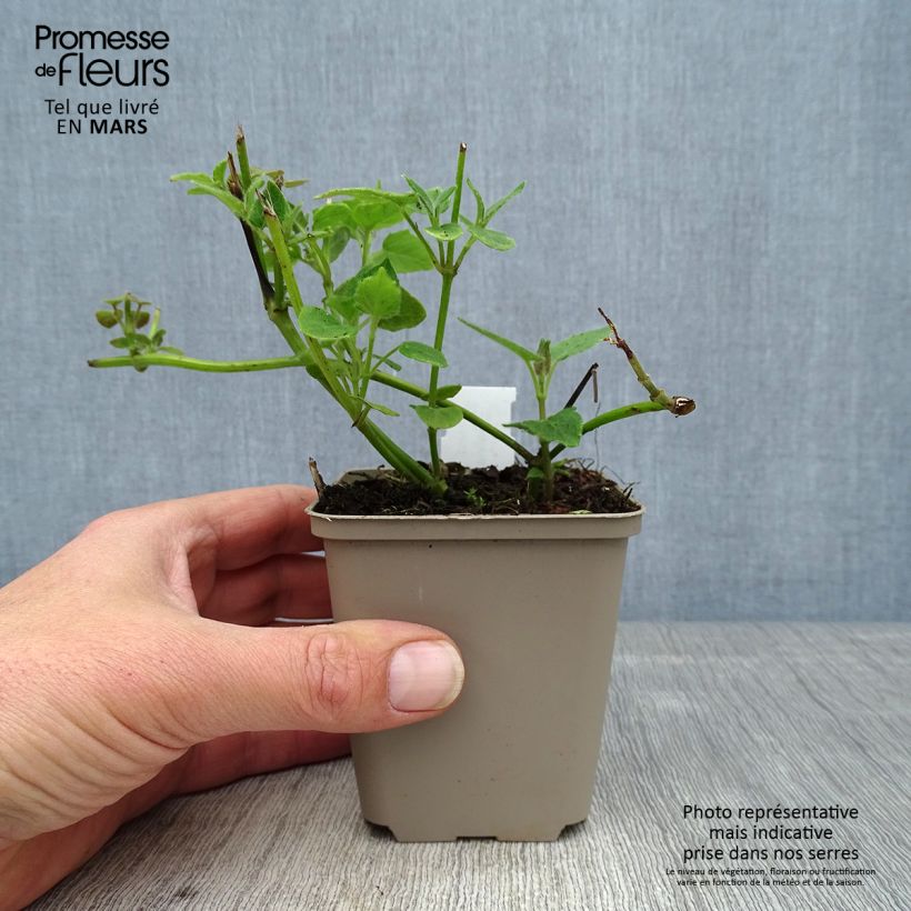 Amostra de Sálvia cacaliifolia Vaso de 8/9 cm tal como entregue na primavera