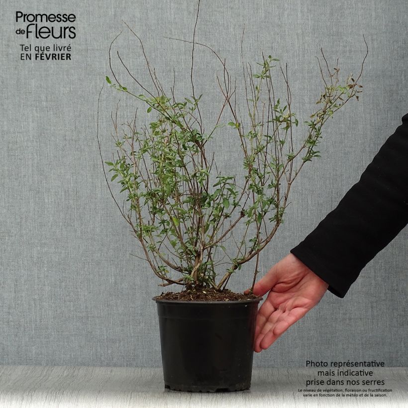 Amostra de Salvia greggi ARCTIC BLAZE Purple 'Novasalpur' - Sauge arbustive Pot de 2L/3L tal como entregue no inverno