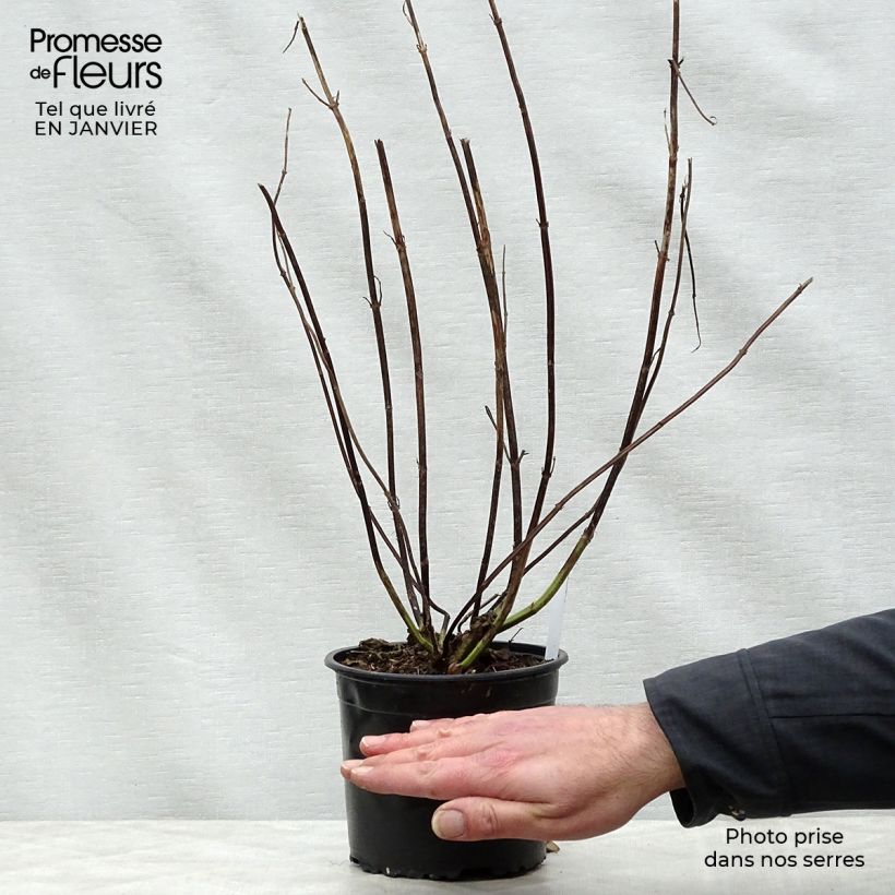 Amostra de Sauge arbustive - Salvia guaranitica Black and Blue Vaso de 2 L/3 L tal como entregue no inverno