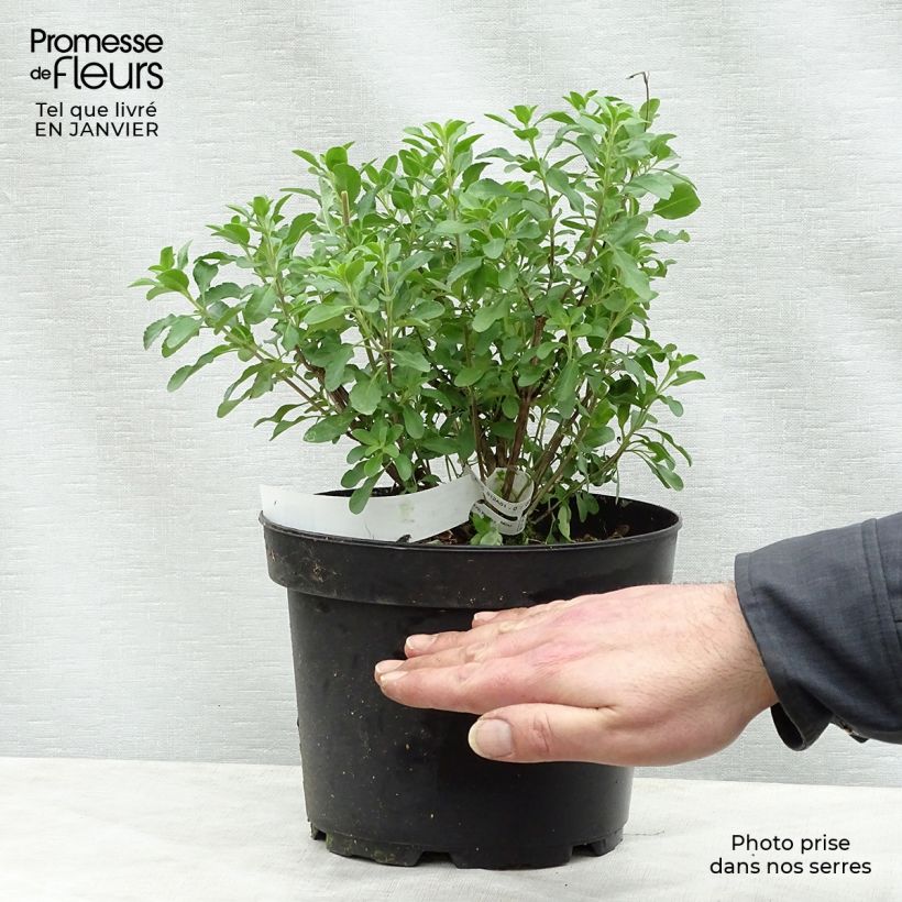 Amostra de Sálvia jamensis Flammenn® Vaso de 2 L/3 L tal como entregue no inverno