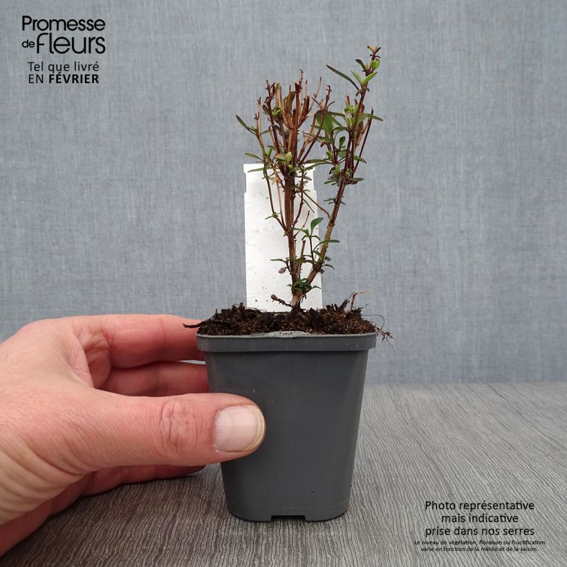 Amostra de Sálvia jamensis Violette de Loire® Barsal Vaso de 7/8 cm tal como entregue no inverno