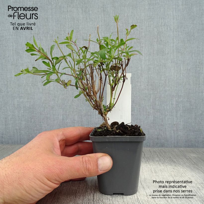 Amostra de Sálvia jamensis Violette de Loire® Barsal Vaso de 7/8 cm tal como entregue na primavera