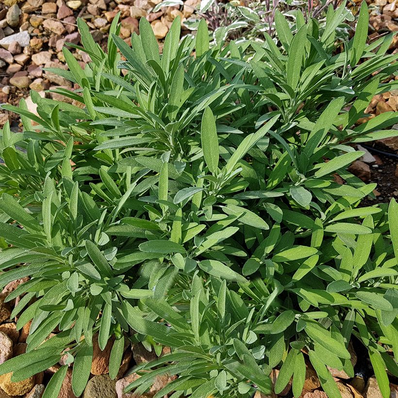 Sálvia lavandulifolia (Hábito)