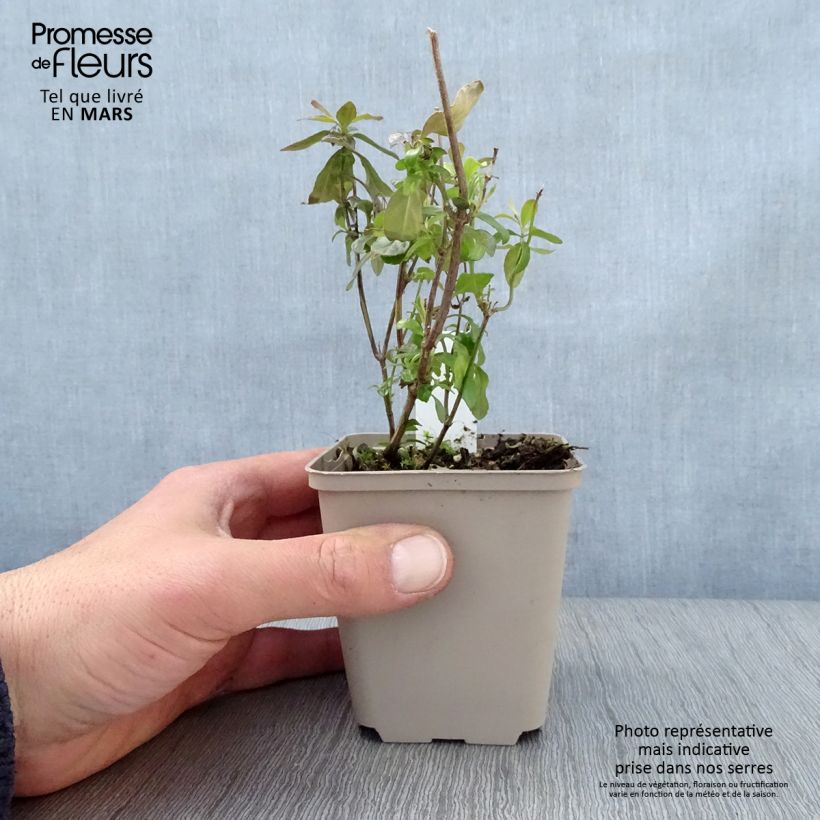 Amostra de Sálvia microphylla Delice Aquamarine Vaso de 8/9 cm tal como entregue na primavera