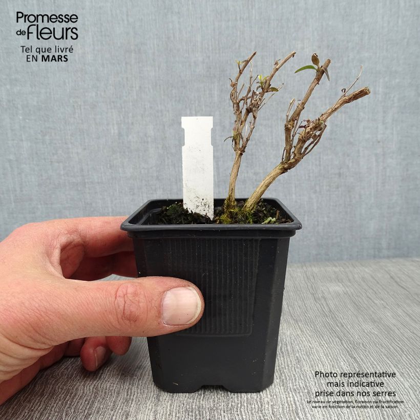 Amostra de Sálvia microphylla Delice Aquamarine Vaso de 8/9 cm tal como entregue no inverno