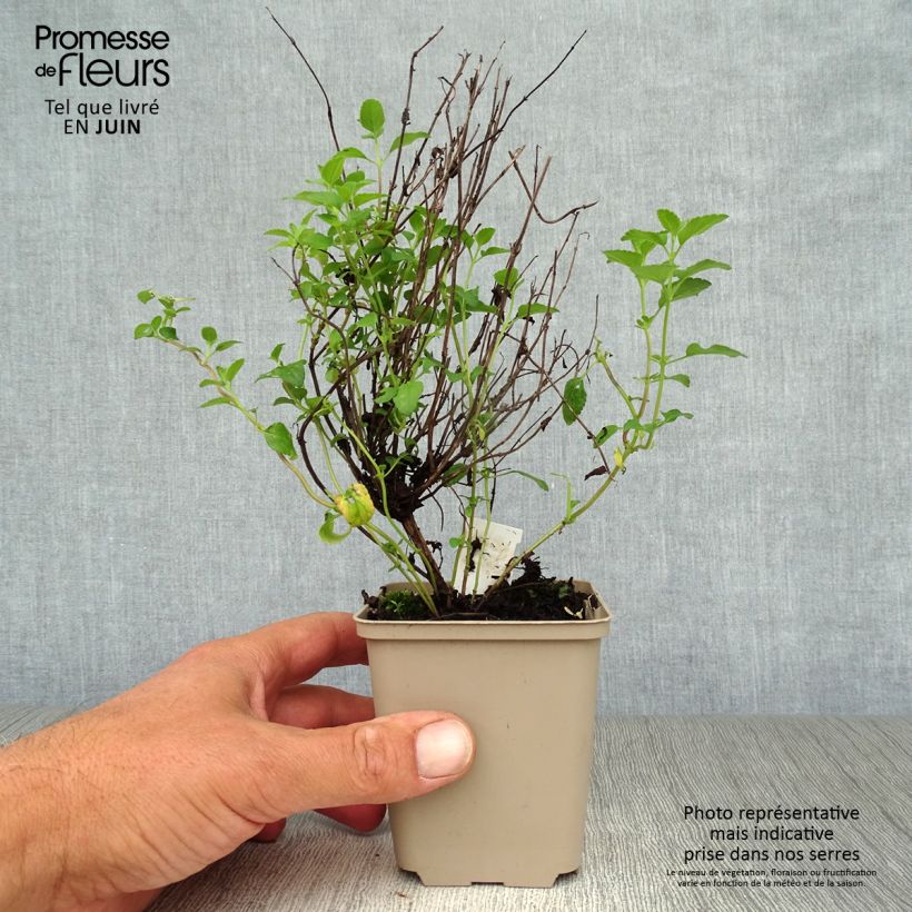 Amostra de Sálvia microphylla Little Kiss Vaso de 8/9 cm tal como entregue no verão