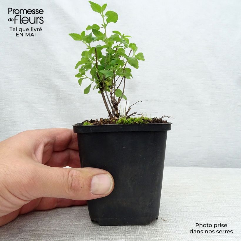 Amostra de Sálvia microphylla Little Kiss Vaso de 8/9 cm tal como entregue na primavera