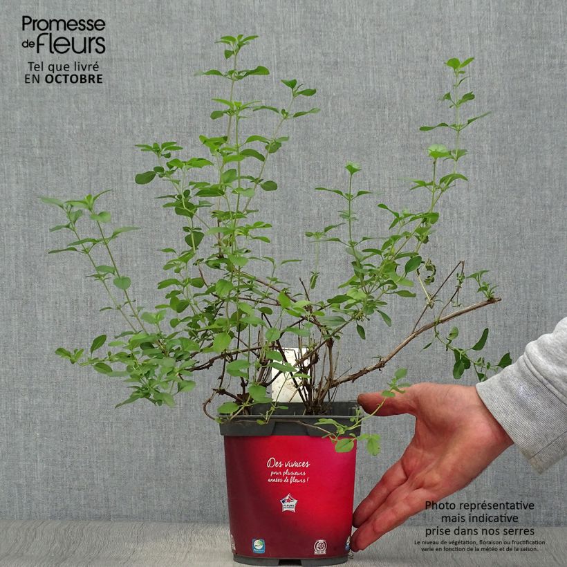 Amostra de Sálvia microphylla Royal Bumble Vaso de 2 L/3 L tal como entregue no outono