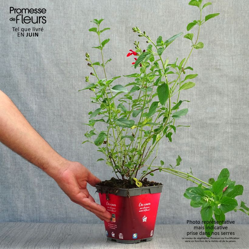 Amostra de Sálvia microphylla Royal Bumble Vaso de 2 L/3 L tal como entregue no verão