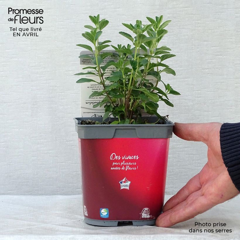 Amostra de Sálvia microphylla Royal Bumble Vaso de 2 L/3 L tal como entregue na primavera