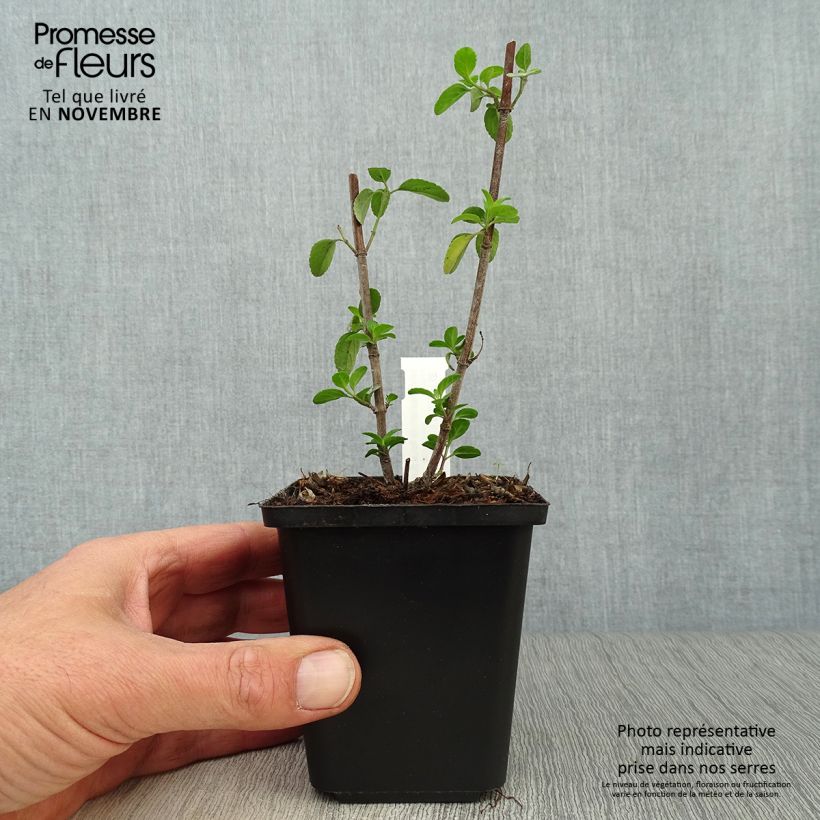 Amostra de Sálvia microphylla Royal Bumble Vaso de 8/9 cm tal como entregue no outono