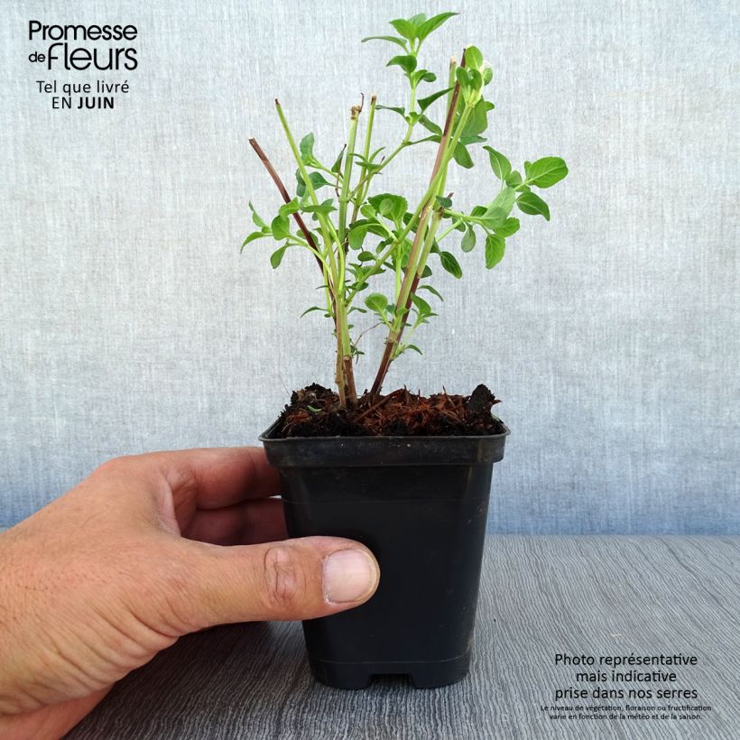 Amostra de Sálvia microphylla Royal Bumble Vaso de 8/9 cm tal como entregue no verão