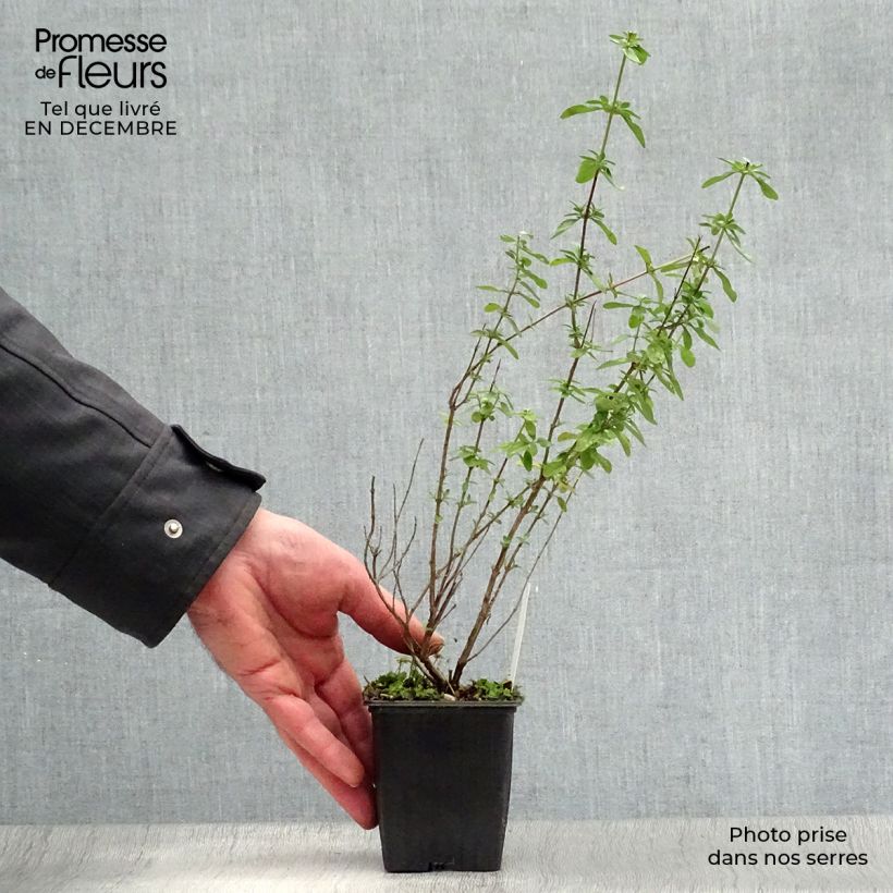 Amostra de Sálvia microphylla Royal Bumble Vaso de 8/9 cm tal como entregue no inverno