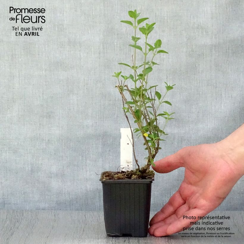 Amostra de Sálvia microphylla Royal Bumble Vaso de 8/9 cm tal como entregue na primavera