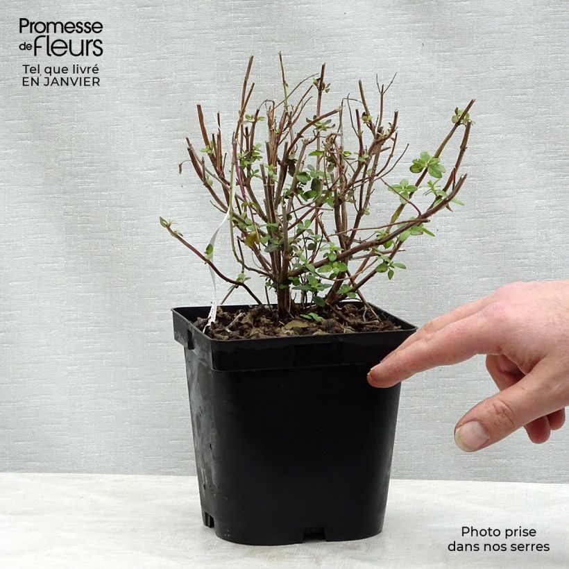 Amostra de Sálvia microphylla grahamii Vaso de 2 L/3 L tal como entregue no inverno