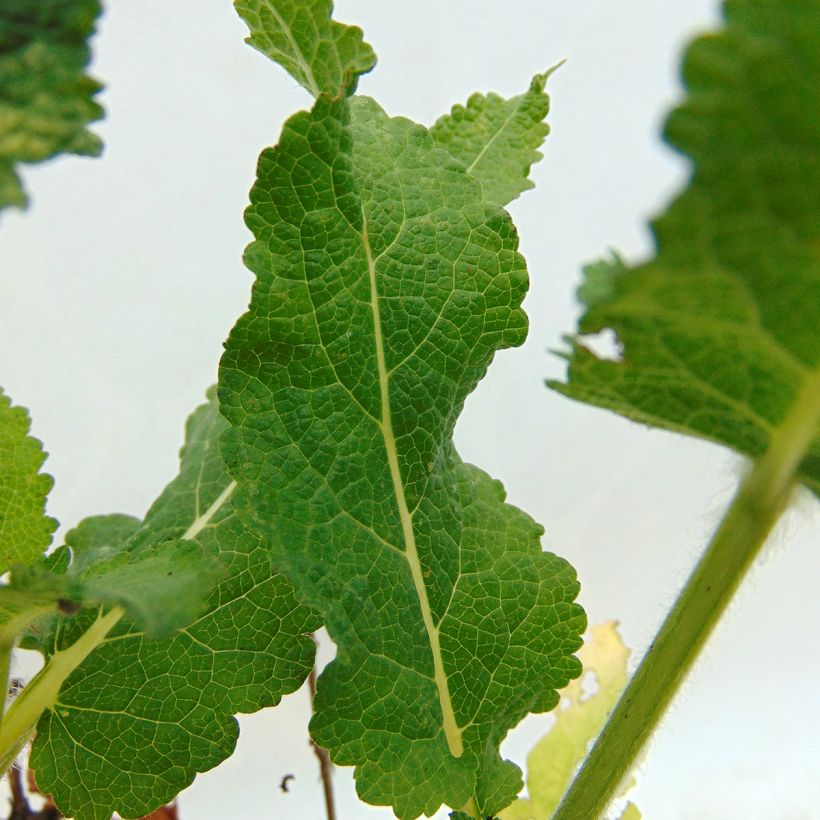 Sálvia nemorosa April Night (Folhagem)