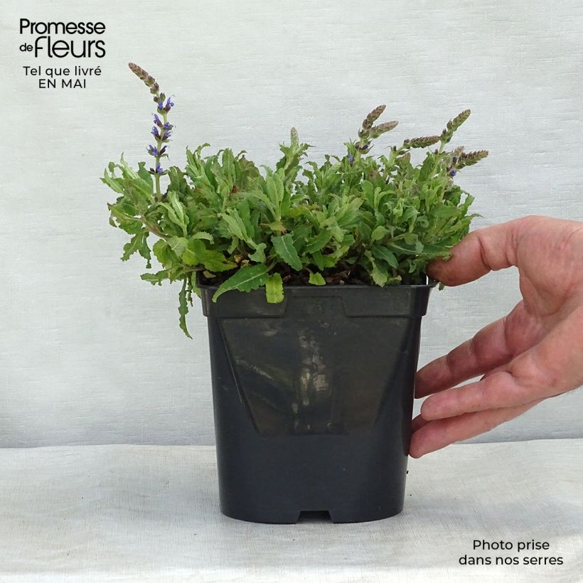 Amostra de Sálvia nemorosa Blauhügel Vaso de 8/9 cm tal como entregue na primavera