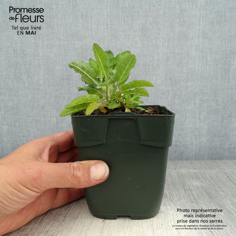 Amostra de Sálvia nemorosa Blue Marvel Vaso de 8/9 cm tal como entregue na primavera