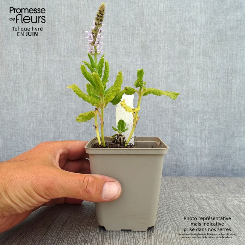Amostra de Sálvia nemorosa Bumblesky Vaso de 8/9 cm tal como entregue na primavera