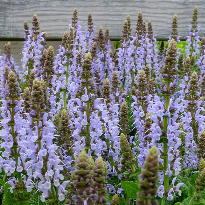 Sálvia nemorosa Bumblesky (Floração)