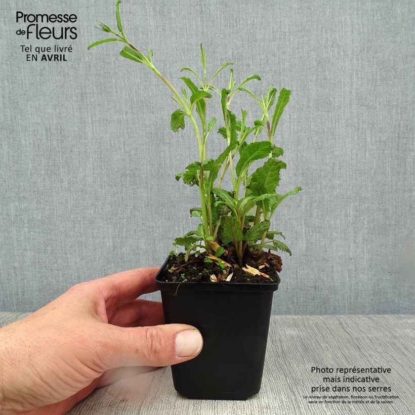 Amostra de Sálvia nemorosa Caradonna Compact Vaso de 8/9 cm tal como entregue na primavera