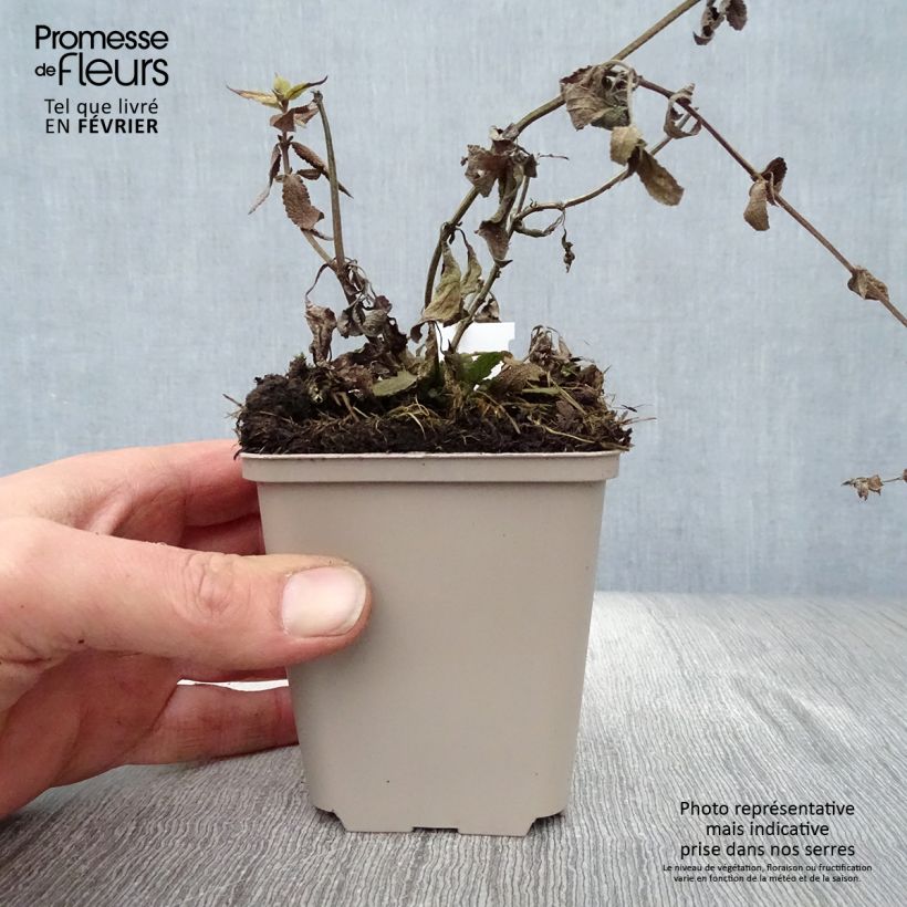 Amostra de Salvia nemorosa Lubecca - Sauge des bois Vaso de 8/9 cm tal como entregue no inverno