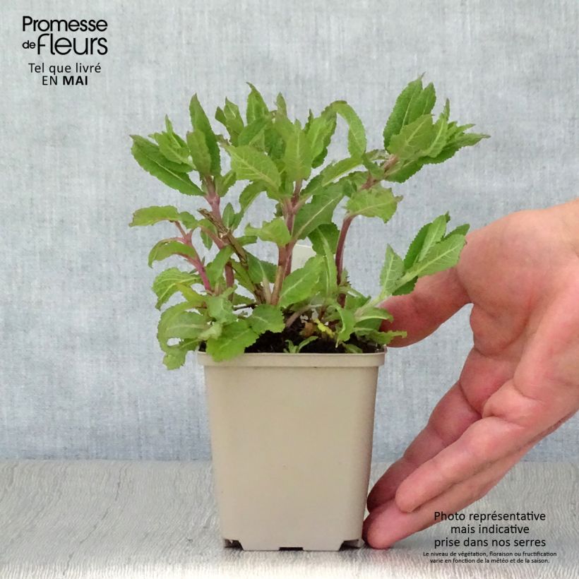 Amostra de Sálvia nemorosa Lubecca Vaso de 8/9 cm tal como entregue na primavera