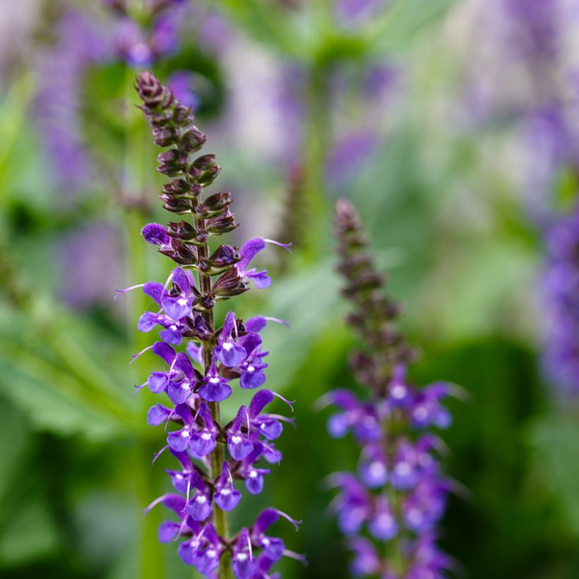 Sálvia nemorosa Mainacht (Floração)