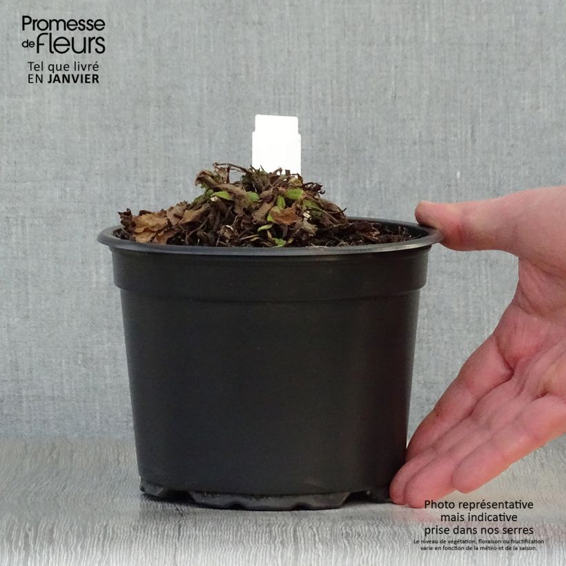 Amostra de Sálvia nemorosa Mainacht Vaso de 2 L/3 L tal como entregue no inverno