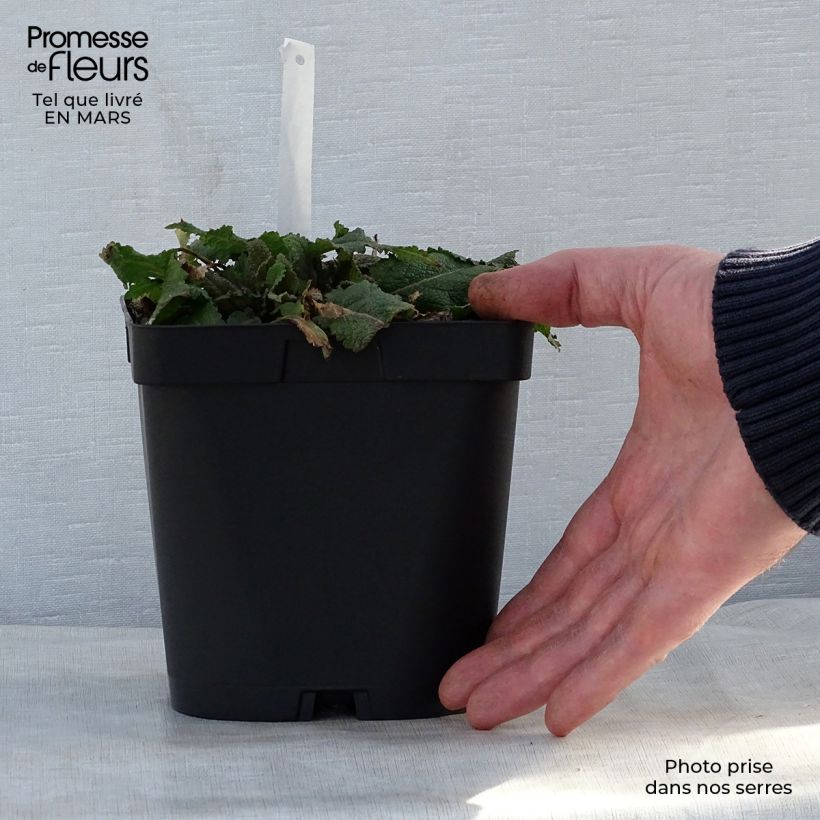 Amostra de Sálvia nemorosa Mainacht Vaso de 2 L/3 L tal como entregue na primavera