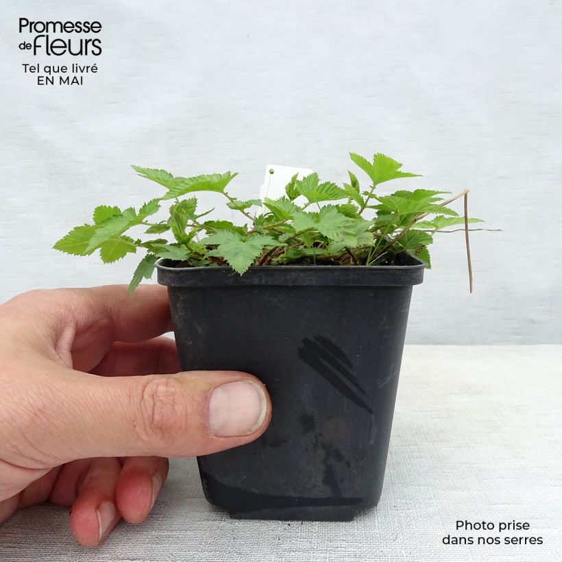 Amostra de Sálvia nemorosa Mainacht Vaso de 8/9 cm tal como entregue na primavera