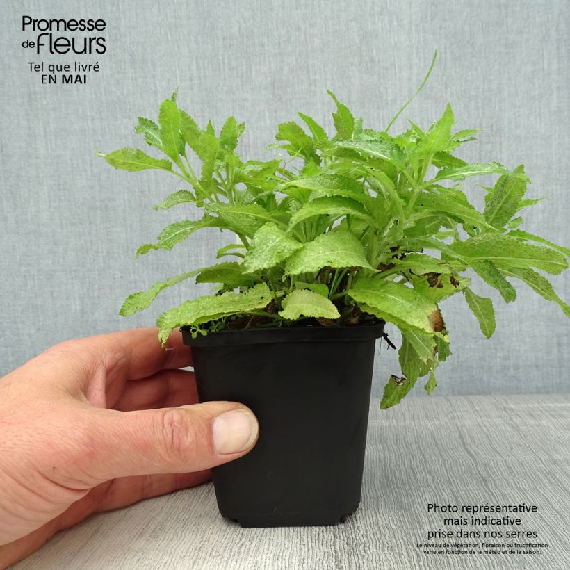 Amostra de Sálvia nemorosa Marcus Haeumanarc Vaso de 8/9 cm tal como entregue na primavera