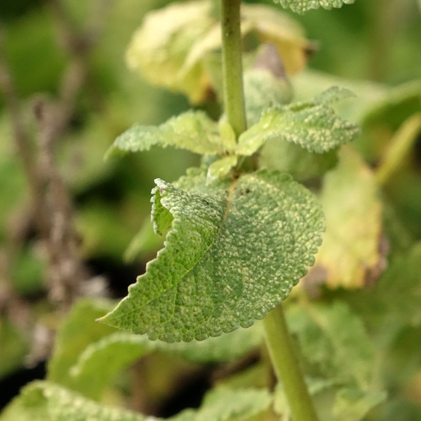 Sálvia nemorosa Marcus Haeumanarc (Folhagem)