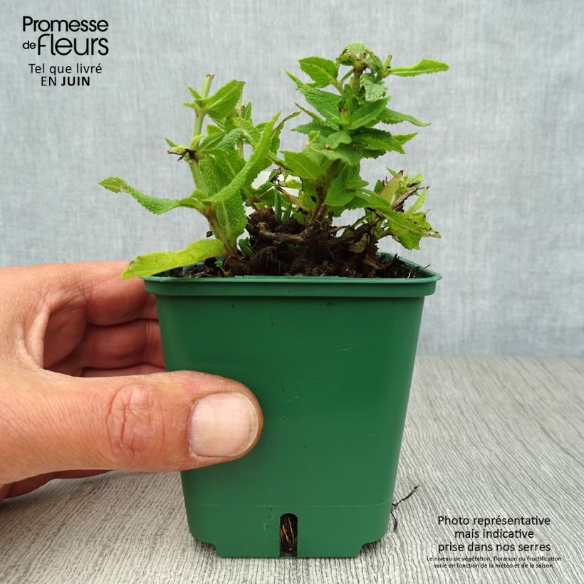 Amostra de Sálvia nemorosa Ostfriesland Vaso de 8/9 cm tal como entregue no verão