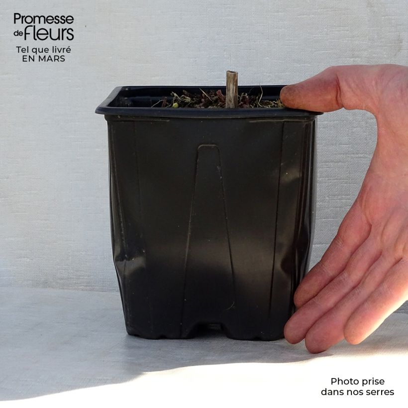 Amostra de Sálvia nemorosa Ostfriesland Vaso de 2 L/3 L tal como entregue na primavera