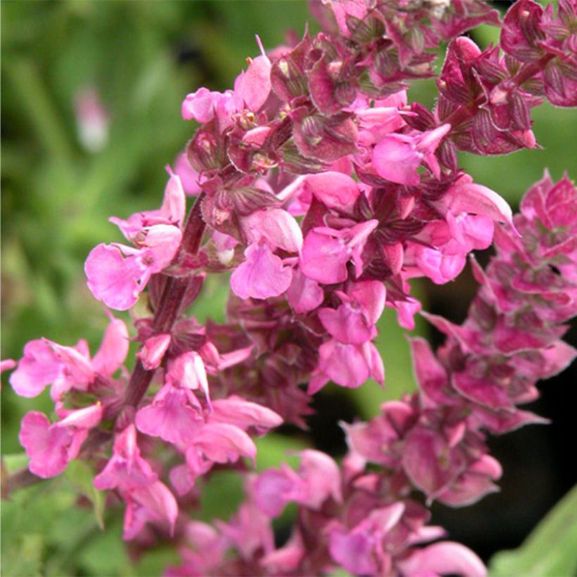 Sálvia nemorosa Rose Queen (Floração)