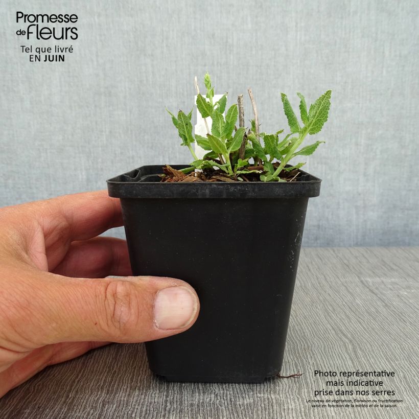 Amostra de Sálvia nemorosa Salute White Vaso de 8/9 cm tal como entregue na primavera