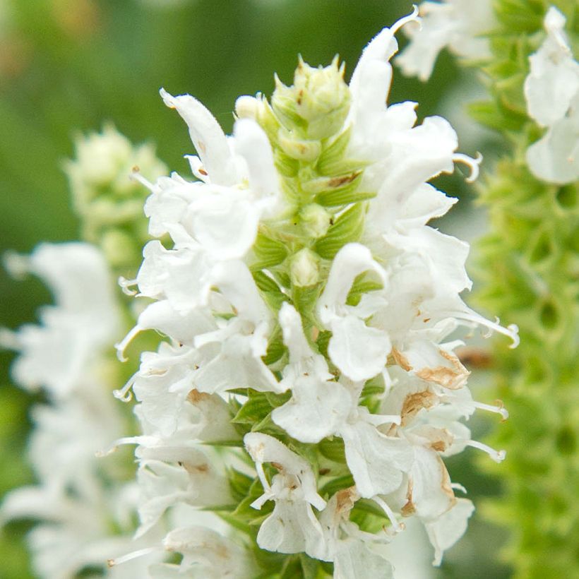 Sálvia nemorosa Salute White (Floração)
